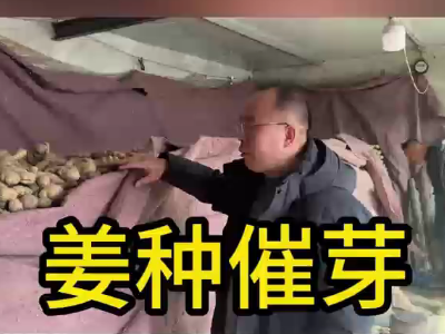 生姜種植：姜種催芽 (229播放)