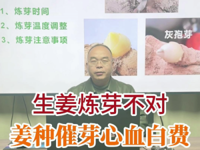 生姜煉芽不對(duì)，姜種催芽白費(fèi) (93播放)
