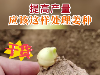 提高產(chǎn)量 應(yīng)該這樣處理姜種 (88播放)