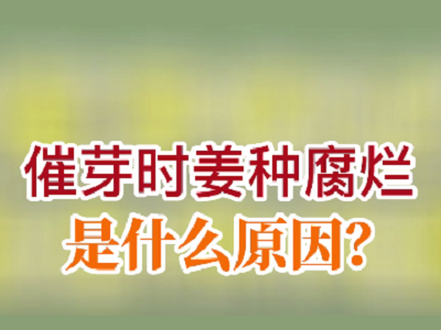 催芽時(shí)姜種腐爛是什么原因？ (107播放)