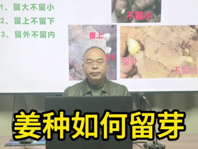 姜種如何留芽？ (133播放)
