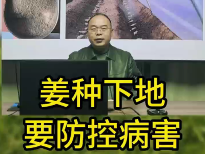 姜種下地要防控病害 (104播放)