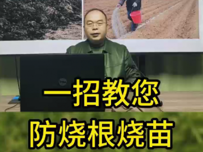 一招教您防燒根燒苗 ()