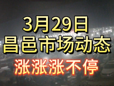 3月29日 琨福市場大姜價格（漲漲漲不停） (142播放)