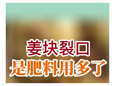 姜塊裂口 是肥料用多了 ()