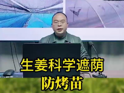 生姜科學(xué)遮蔭防烤苗 ()