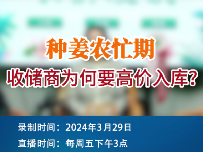 種姜農忙期，收儲商為何要高價入庫？ (153播放)