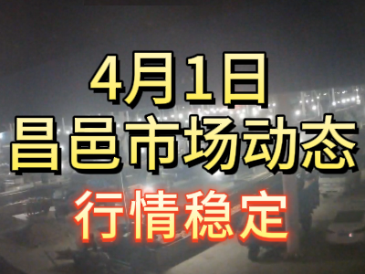 4月1日 琨福市場大姜價格（行情穩(wěn)定） (140播放)