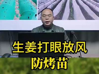 生姜打眼放風(fēng)防烤苗 ()