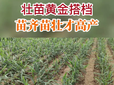 壯苗黃金搭檔--苗齊苗壯才高產(chǎn)！ ()