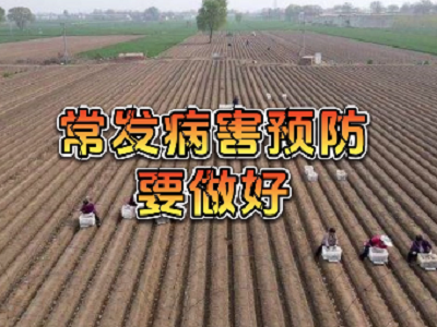 生姜死棵爛苗防治組合 ()