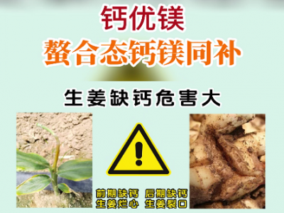 鈣優(yōu)鎂--螯合態(tài)鈣鎂同補(bǔ)！ ()