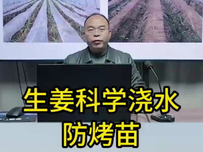 生姜科學(xué)澆水防烤苗 ()