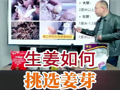 生姜如何挑選姜芽？ ()