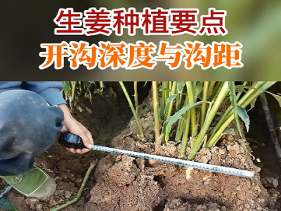 生姜種植要點(diǎn)：開溝深度與溝距 (146播放)