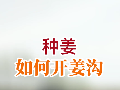 如何開姜溝？ ()