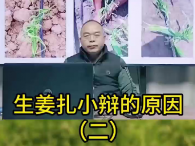 生姜扎小辮的原因(二） ()