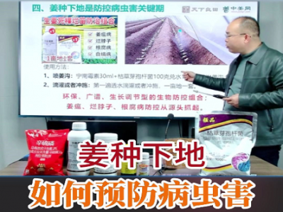 姜種下地如何預(yù)防病蟲害 (98播放)