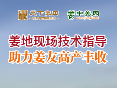 姜地現場技術指導，助力姜友高產豐收 (119播放)