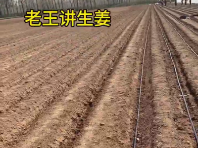 開溝起壟 助力生姜優(yōu)質(zhì)高產(chǎn) ()