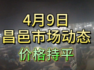 4月9日 琨福市場大姜價格（價格持平） (107播放)