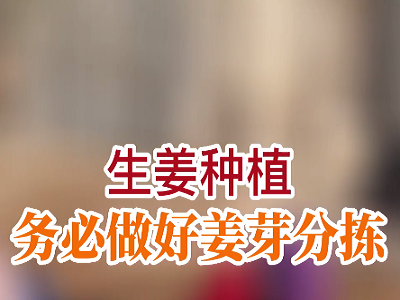 生姜種植務(wù)必做好姜芽分揀 (103播放)
