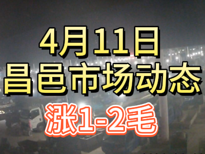 4月11日 琨福市場大姜價格（漲1-2毛） (136播放)