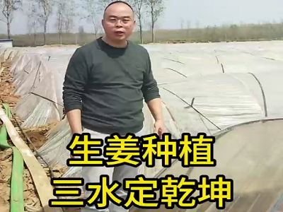 生姜種植三水定乾坤 (82播放)