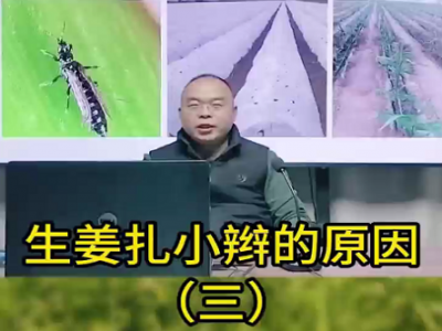 生姜扎小辮的原因？ ()