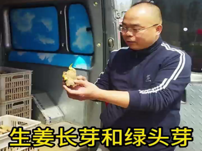 生姜長芽和綠頭芽 ()