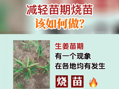 減輕苗期燒苗該如何做？ ()