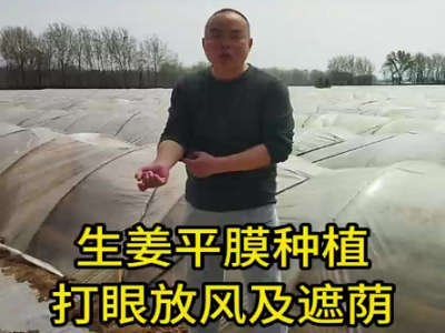 生姜平膜種植打眼放風及遮蔭 ()