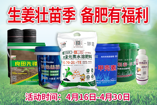 生姜壯苗季 備肥有福利 ()