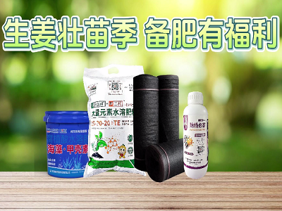 生姜壯苗季 備肥有福利 ()