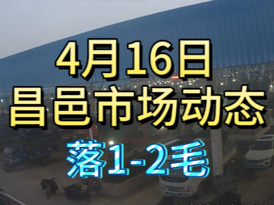 4月16日 琨福市場大姜價格（落1-2毛） (86播放)