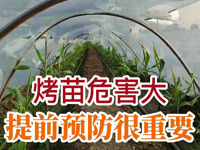烤苗危害大 提前預防很重要 ()