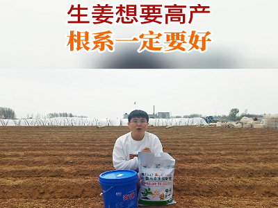 生姜想要高產 根系一定要好 ()