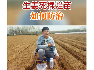 生姜死棵爛苗如何防治？ ()
