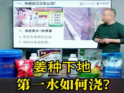 姜種下地 第一水如何澆？ (109播放)