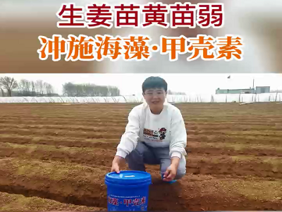 生姜苗黃苗弱 沖施海藻·甲殼素 ()
