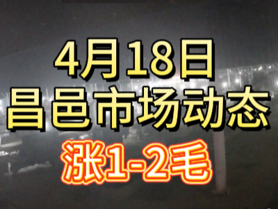 4月18日 琨福市場大姜價格（漲1-2毛） (105播放)