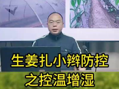 生姜扎小辮 防控之控溫增濕 ()