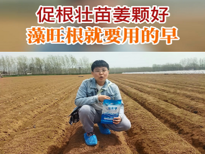 促根壯苗姜顆好 藻旺根就要用的早 ()