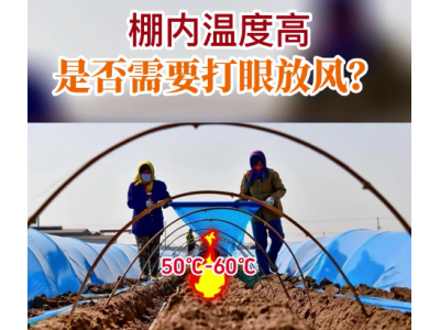 棚內溫度高 是否需要打眼放風？ ()