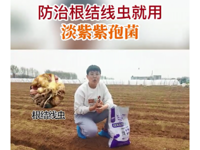 防治根結線蟲 就用淡紫紫孢菌 ()