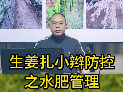 生姜扎小辮 防控之水肥管理 ()