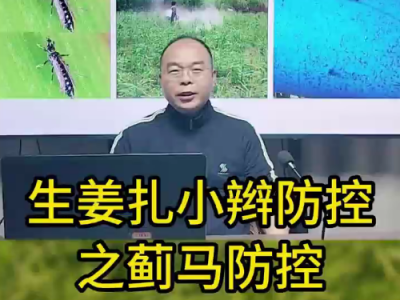 生姜扎小辮防控之薊馬防控 ()