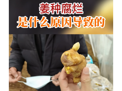 姜種腐爛是什么因?qū)е碌模?(108播放)