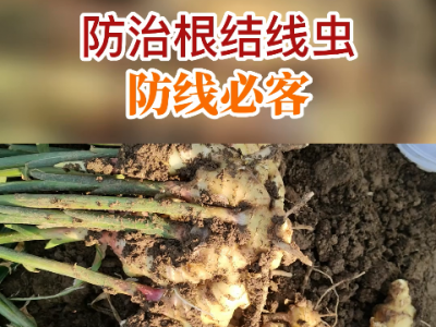 防治根結線蟲防線必客 ()