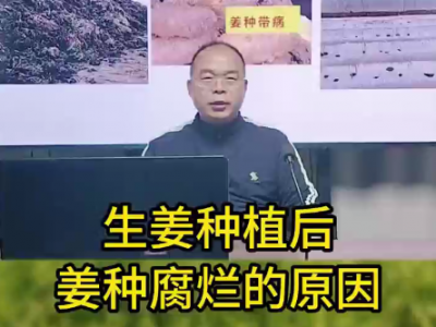 生姜種植后姜種腐爛的原因 (156播放)